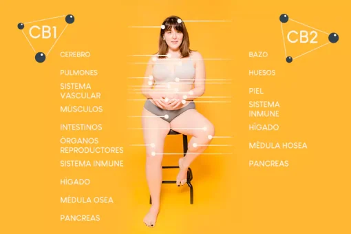 sistema endocannabinoide